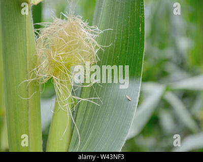 Stalks, ears, and silk of maize, corn, zea-mays, Zea mays Stock Photo