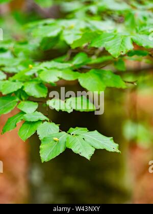 Green forest trees branches focused on single leaf Stock Photo