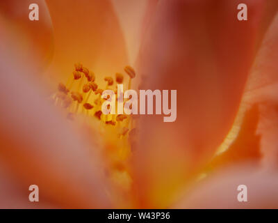 Inside of a yellow-pink rose. Rose pistils close up, rosa macro photography Stock Photo