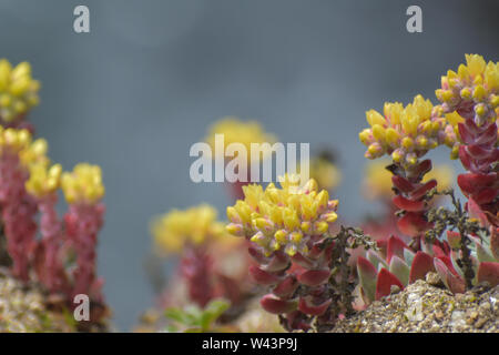 Native California succulent growing wild on the coast. Stock Photo