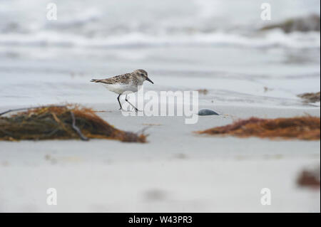 Semipalmated Sandpiper (Calidris pusilla)  foraging along shoreline, Cherry Beach, Nova Scotia, Canada Stock Photo