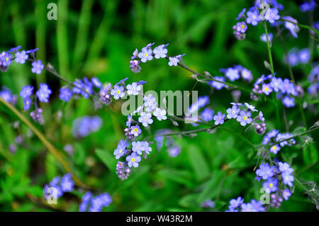 Small blue flowers of forget-me-not in the green grass. Amazing spring wildflowers. Stock Photo