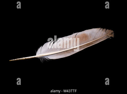 Dove Feather isolated bird feather on a black background Stock Photo