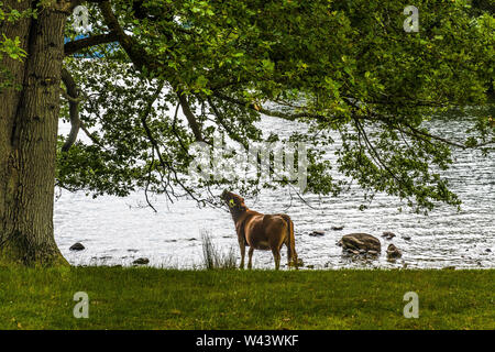 A cow eating leaves from a tree on the shore of Windermere near Wray Castle in the Lake District on a summer day Stock Photo