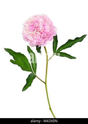 Pink peony flower isolated on white background