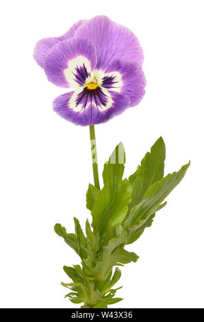 Pansies Viola tricolor flower isolated on white background Stock Photo
