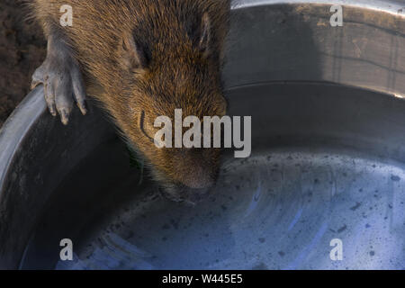 Close up view of one capybara (Hydrochoerus hydrochaeris) drinking a water. Stock Photo