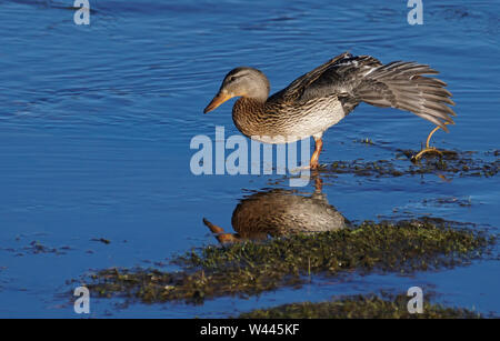 A female Mallard Duck balances in one leg during a long stretch. Stock Photo