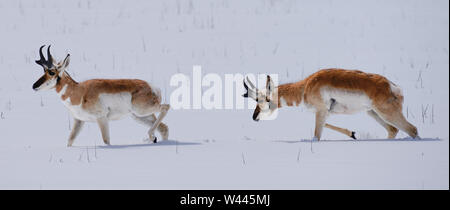 Two Pronghorn Antelope struggle as they move through deep snow. Stock Photo