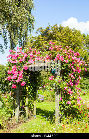 Climbing rose Pink Perpetue growing over a trellis on a pergola in an ...