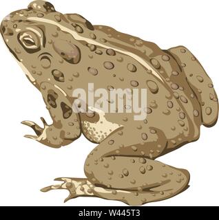 Toad Sitting 3/4 behind, with a warty, bumpy back & webed feet Stock Vector