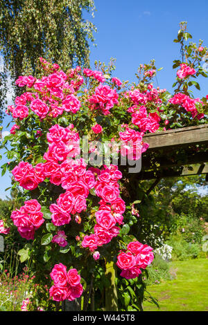 Climbing rose Pink Perpetue growing over a trellis on a pergola in an ...
