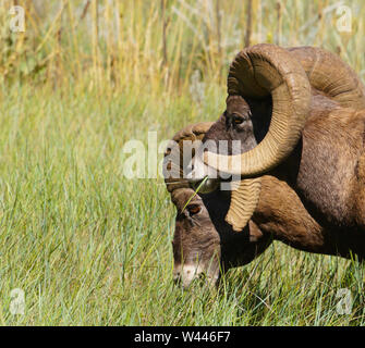 Two Rams Grazing in the Summer Grass Stock Photo