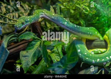 Detroit, Michigan - A green tree python (Morelia viridis) on display at the Detroit Zoo. Stock Photo