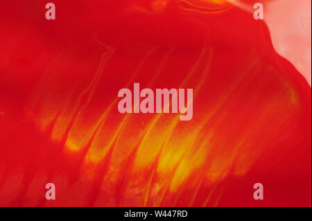 Red oil paint background with smooth edges close up view Stock Photo