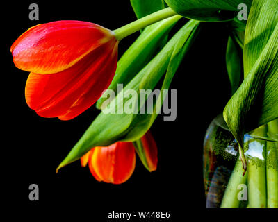 Red tulip in studio setting in vase on display Stock Photo