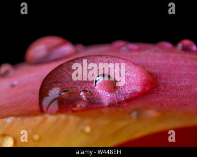 Red tulip in studio setting in close up of water drops Stock Photo