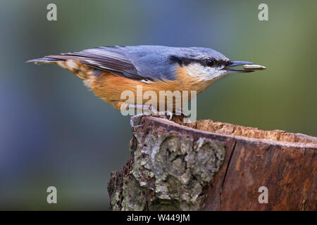 eurasian nuthatch, Kleiber (Sitta europaea) Stock Photo