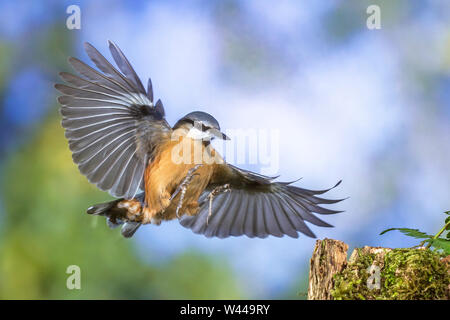 eurasian nuthatch, Kleiber (Sitta europaea) Stock Photo