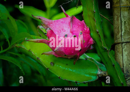 Ripe dragon fruit hang on planting dragon fruit tree growing in field garden farm agriculture on Bangladesh Stock Photo