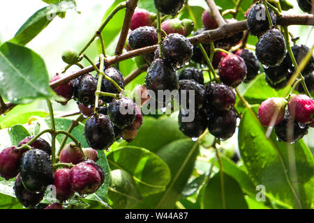 JAMBOLAN PLUM, Jamun Fruit, Syzygium cumini, Black Plum, Java Plum, Black Berry Fruit Garden Stock Photo