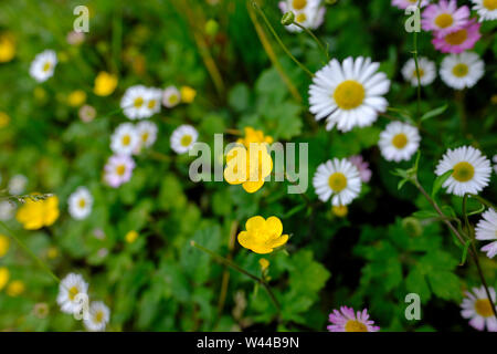 A spray of white and pink common daisies and buttercups in the herbaceous border of an English country cottage garden Stock Photo