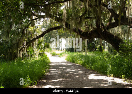 Road less traveled thru the woods Stock Photo