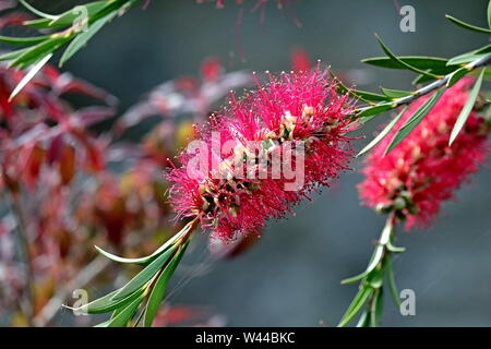 Bottle Brush or Callistemon is a genus of shrubs in the Myrtle family, first described as a genus in 1814. Ivybridge, South Hams, Devon, England. Stock Photo