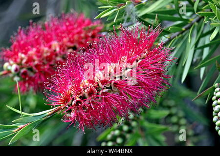 Bottle Brush or Callistemon is a genus of shrubs in the Myrtle family, first described as a genus in 1814. Ivybridge, South Hams, Devon, England. Stock Photo