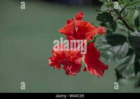 Red double hibiscus flower Stock Photo