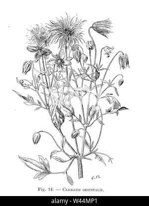 Clematis orientalis (dessin). Stock Photo