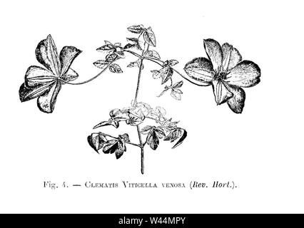 Clematis viticella venosa (dessin). Stock Photo