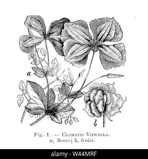Clematis viticella (dessin). Stock Photo