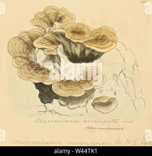 Coloured Figures of English Fungi or Mushrooms - t. 290. Stock Photo