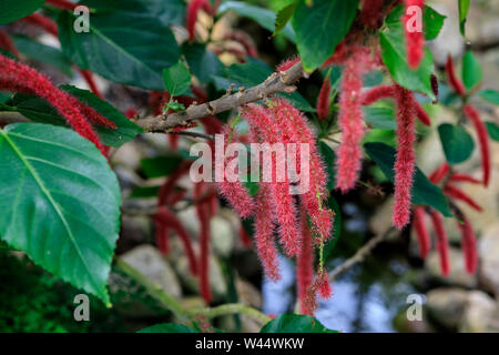 Red-hot cat's tail Latin name Acalypha hispida. The red flowering tails of the Acalypha hispida. Exotic Decorative plant in garden. Tropical plant wit Stock Photo