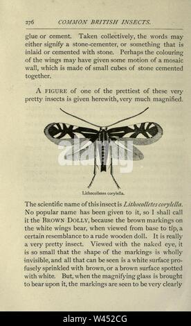 Britishcommenn Inspring Insects Common British insects selected from the typical beetles, moths, and ...