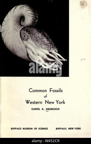 Common fossils of western New York Stock Photo