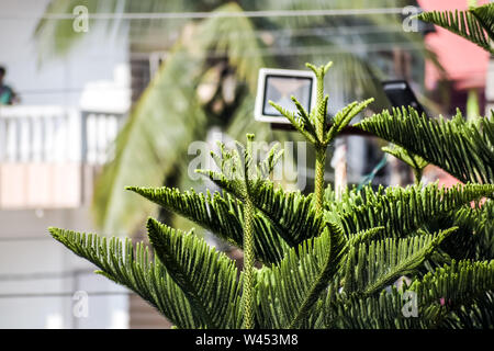 Closeup of green of Thuja trees (Platycladus orientalis) on isolated city background. Evergreen plant. Blooming Christmas leaves in sunlight. Nature b Stock Photo