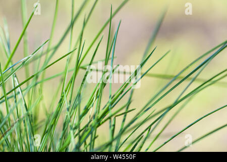 Summer background. Fresh green grass ears of corn in the garden. Horizontal photography Stock Photo