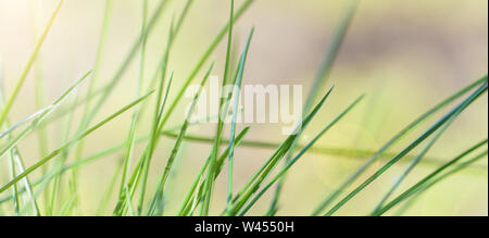 Banner. Summer background. Fresh green grass ears of corn in the garden. Horizontal photography Stock Photo
