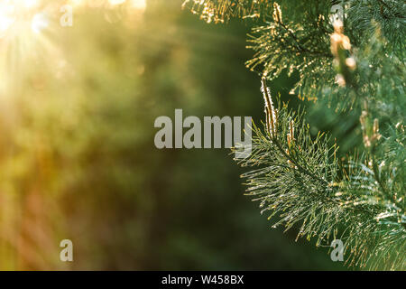 Pine flower. Blooming pine branches. Blurred background. Fresh morning. Green pine cone. Bokeh type background. Stock Photo