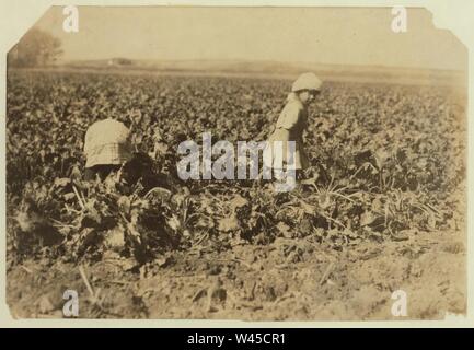 Conrad Helmut's two girls, 6 and 8 yrs. old, pulling beets, near Sterling, Colo. The ground was hard and the little ones tugged away at the beets steadily. There are three smaller children Stock Photo