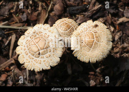 Agrocybe praecox, known as  Spring Fieldcap mushroom Stock Photo