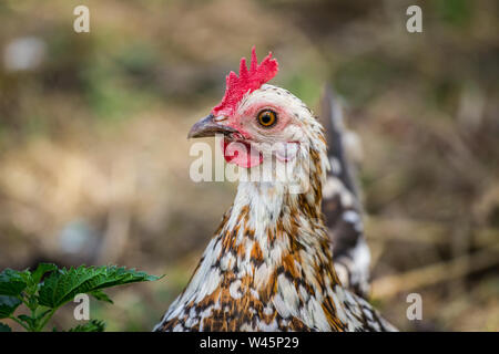 Free range chicken hen (Stoapiperl / Steinhendl, a critically endangered chicken breed from Austria) Stock Photo