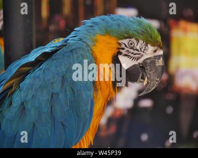 Medium wide shot of a colorful parrot, side view Stock Photo