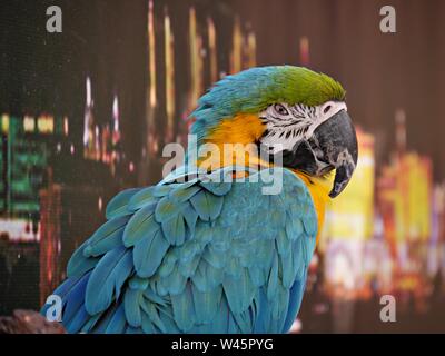 Medium wide side view shot of a colorful parrot Stock Photo