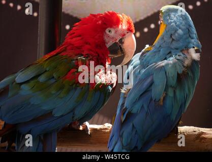 Back view of two colorful parrots, with soft background Stock Photo - Alamy