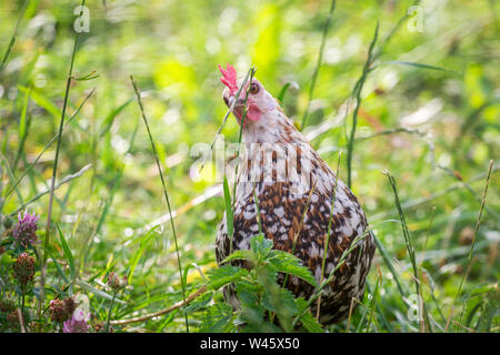 Hen pecking grass (Stoapiperl / Steinhendl, a critically endangered chicken breed from Austria) Stock Photo
