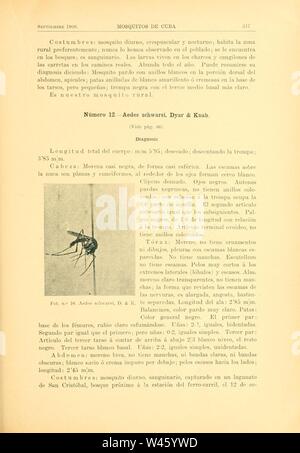 Contribution al estudio de los mosquitos de Cuba (Page 317) Stock Photo