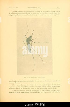 Contribution al estudio de los mosquitos de Cuba (Page 327) Stock Photo